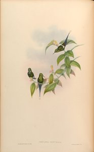Gouldia conversi = Discosura conversii 作： John Gould